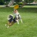 Dog Frisbees